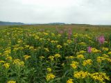 Арманское побережье, image of landscape/habitat.