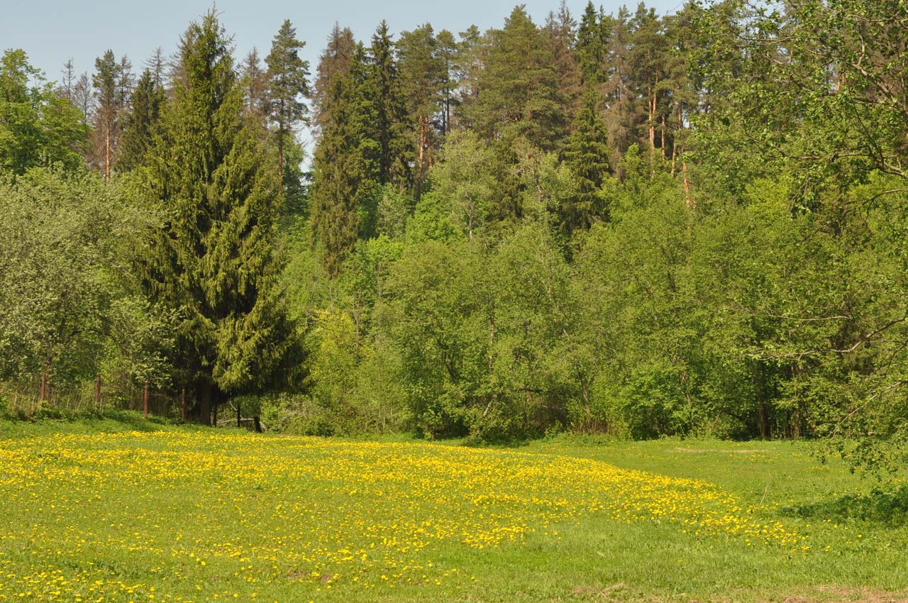 Окрестности города Звенигород, image of landscape/habitat.