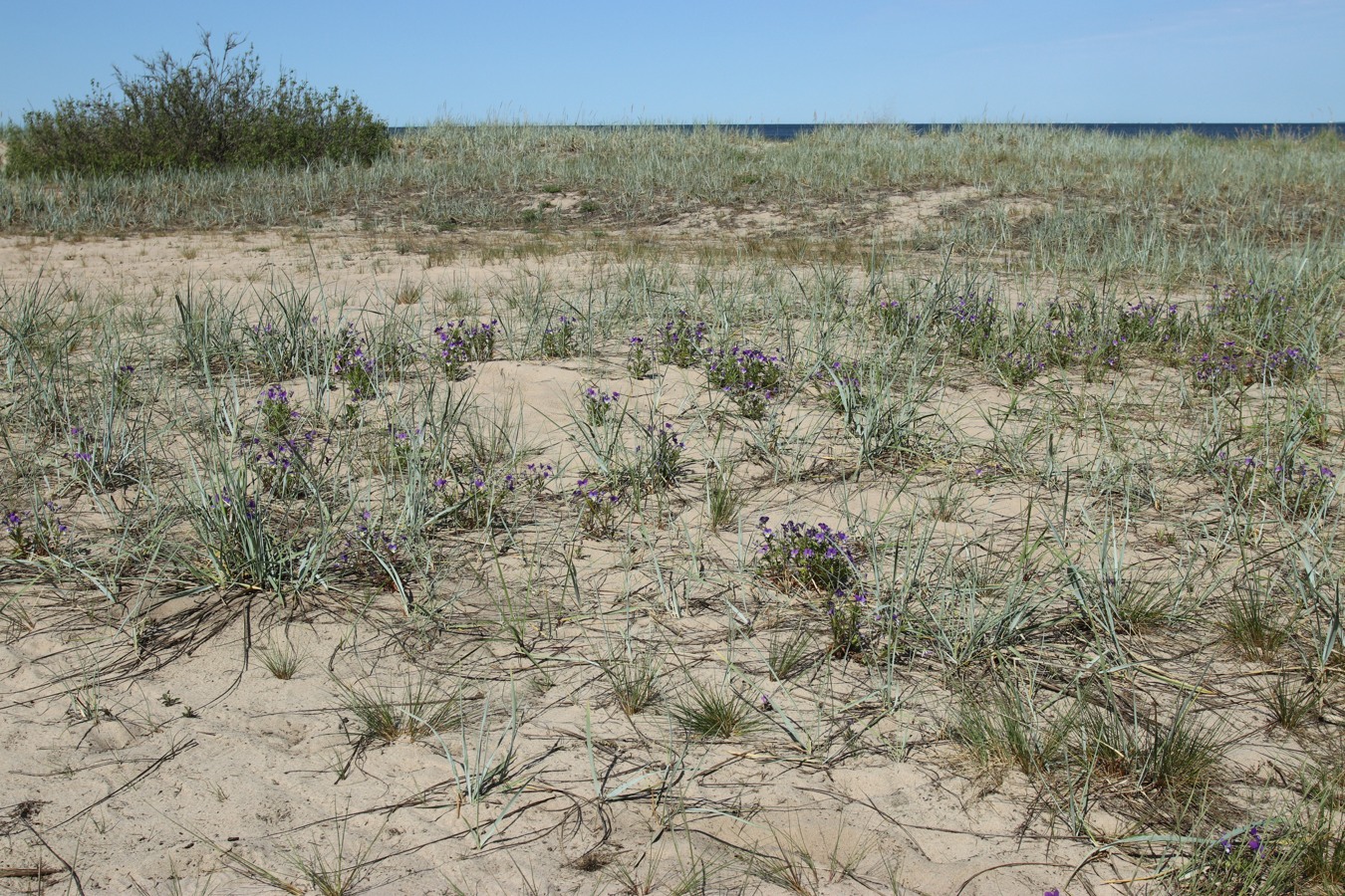 Окрестности деревни Выбье, image of landscape/habitat.