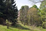 Горнотаёжное, image of landscape/habitat.