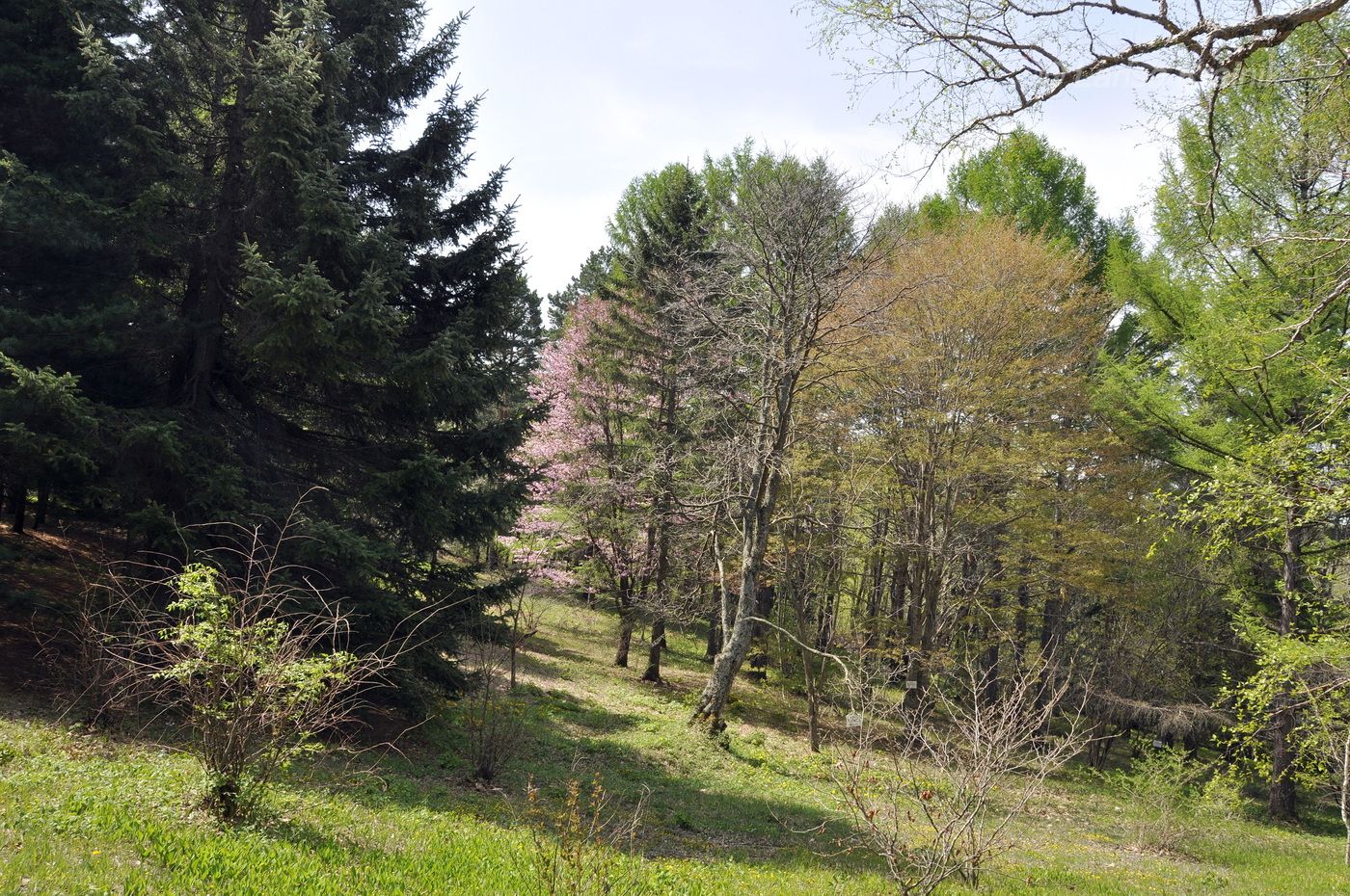 Горнотаёжное, image of landscape/habitat.