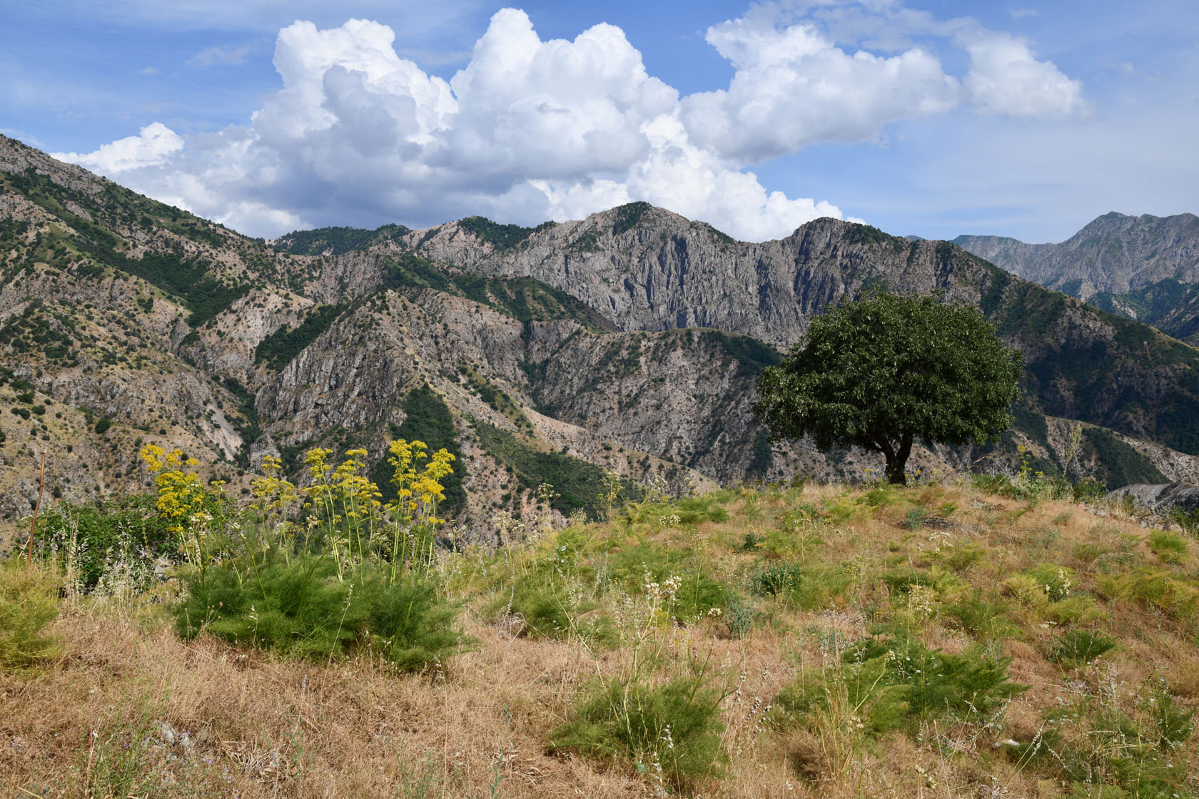 Кондара, image of landscape/habitat.