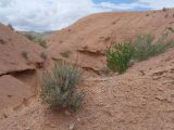 Мадыген, image of landscape/habitat.