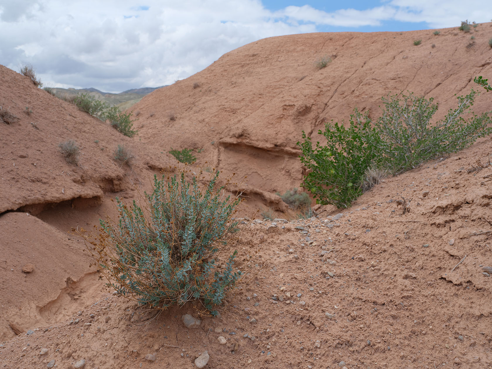 Мадыген, image of landscape/habitat.