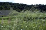 Винновка, image of landscape/habitat.