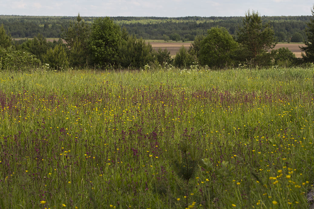 Сыркино, image of landscape/habitat.