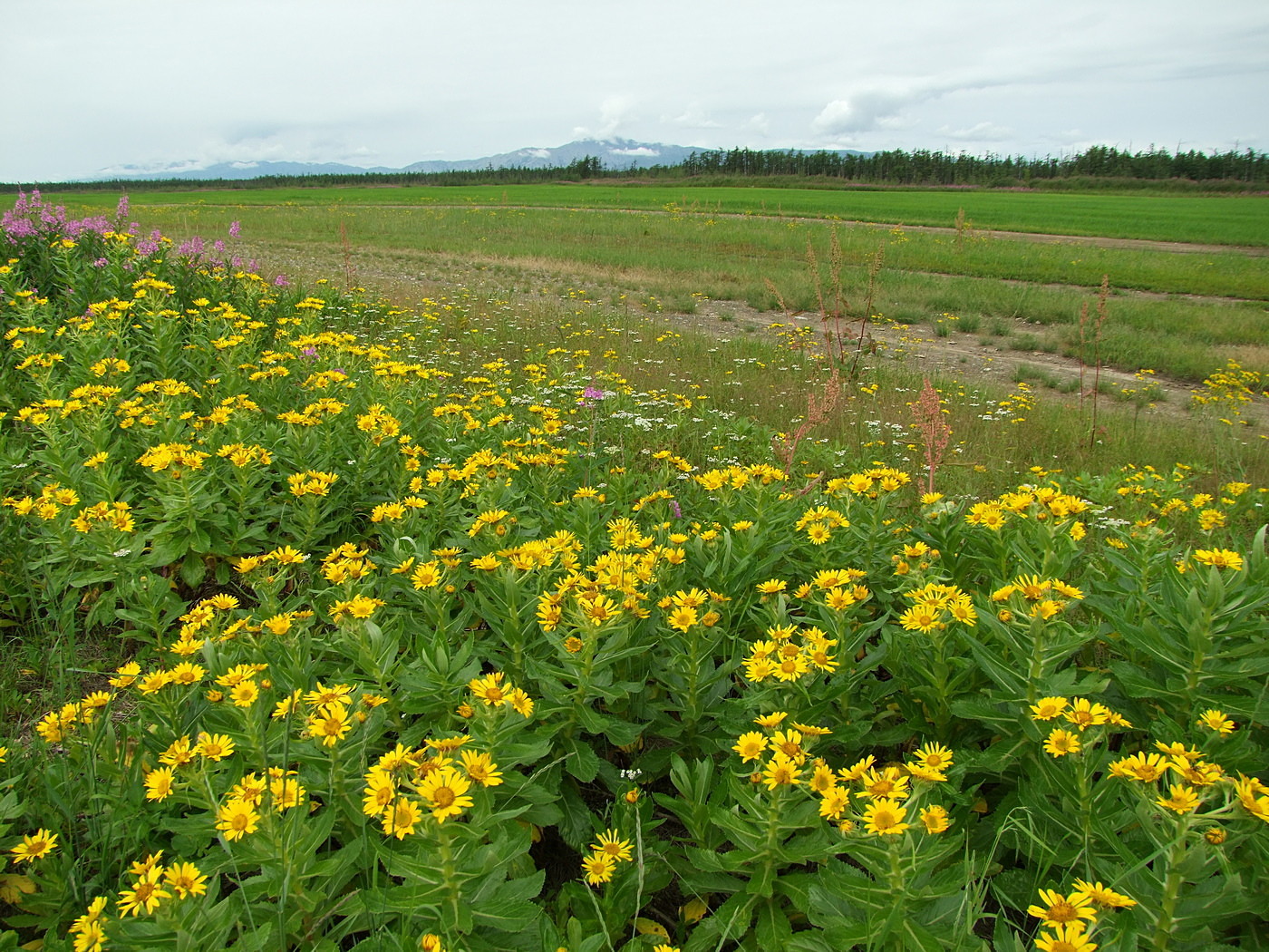 Арманское побережье, image of landscape/habitat.