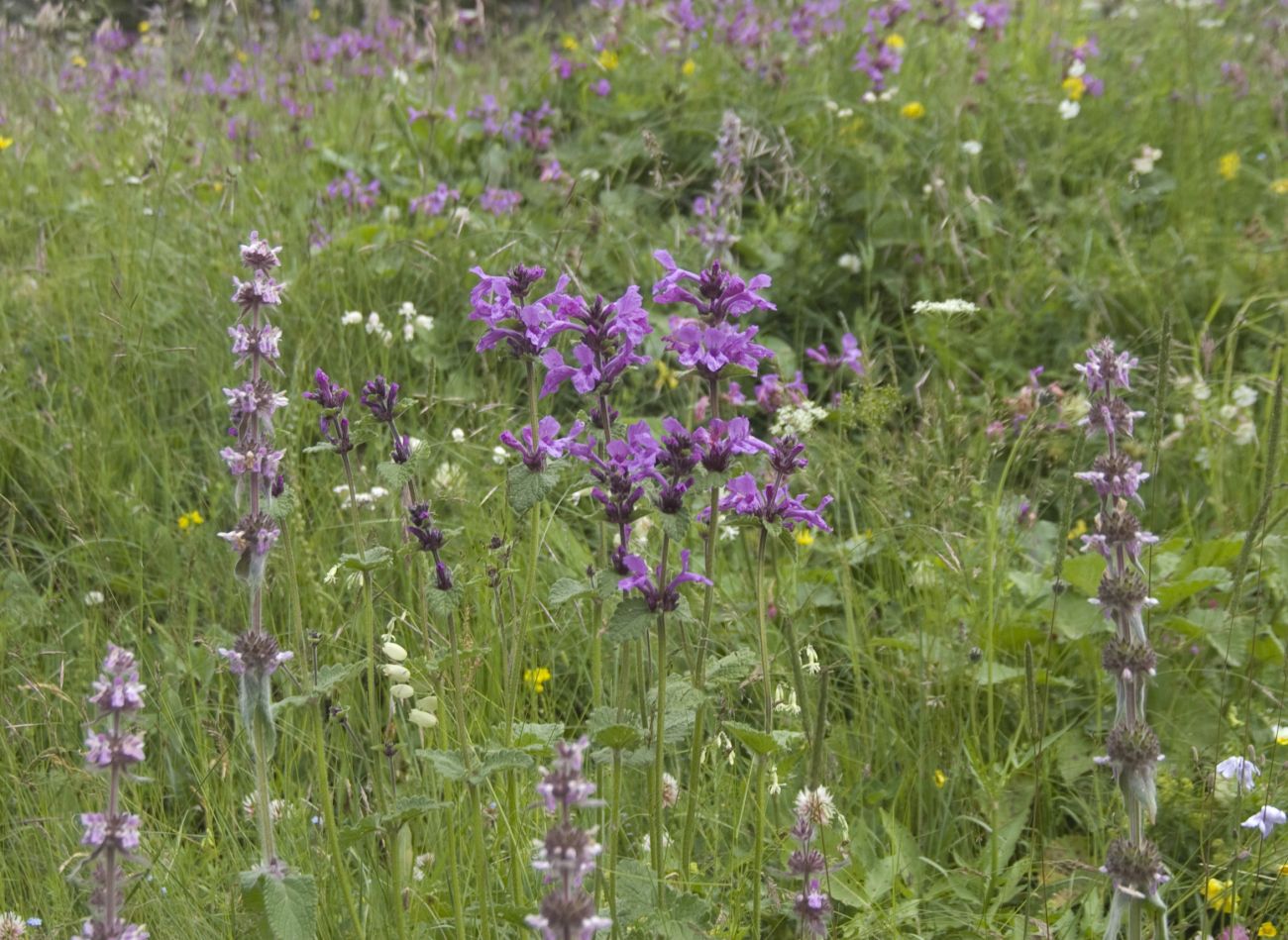 Путь к Терскольской обсерватории, image of landscape/habitat.