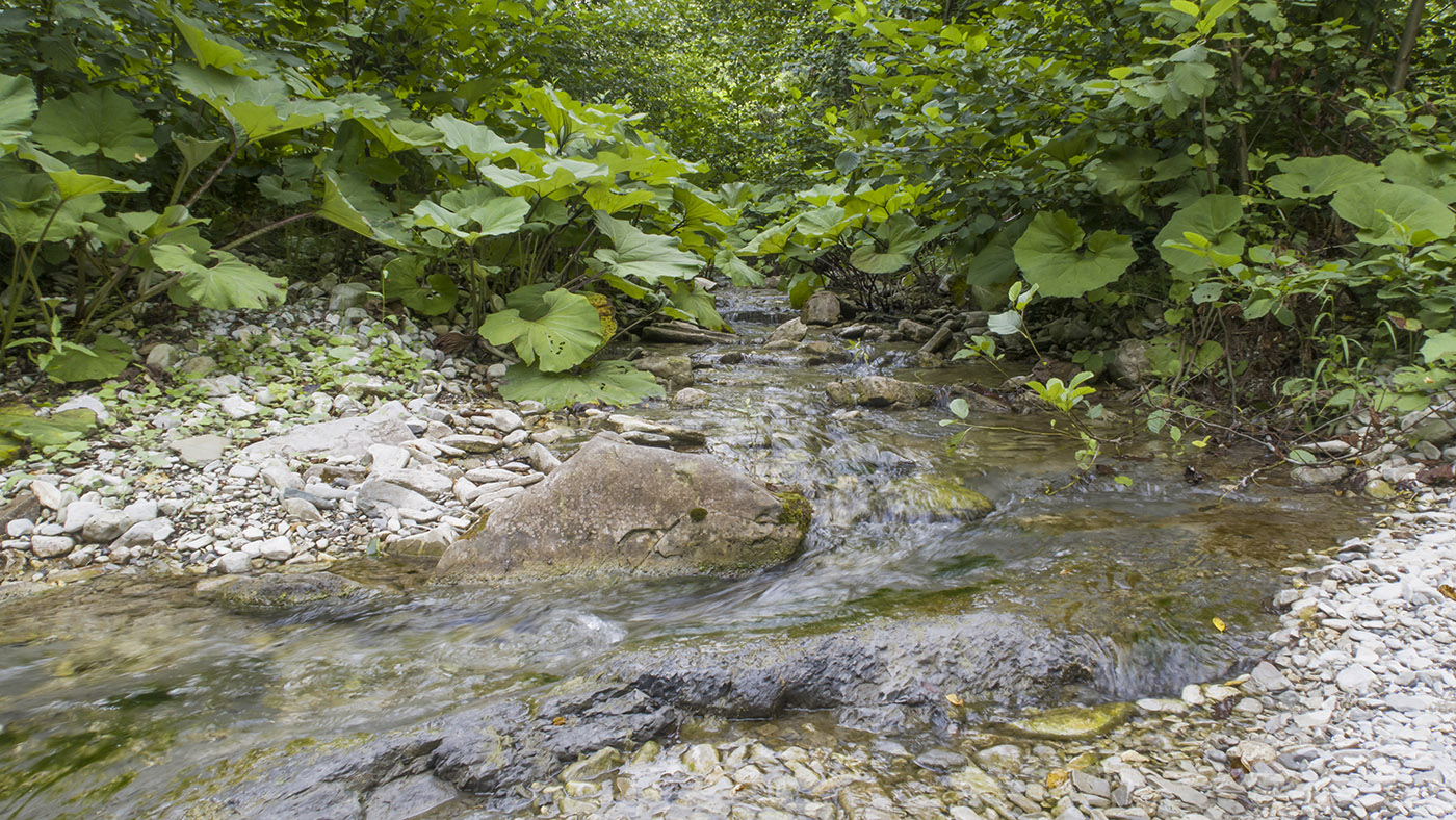 Полковничья щель, image of landscape/habitat.