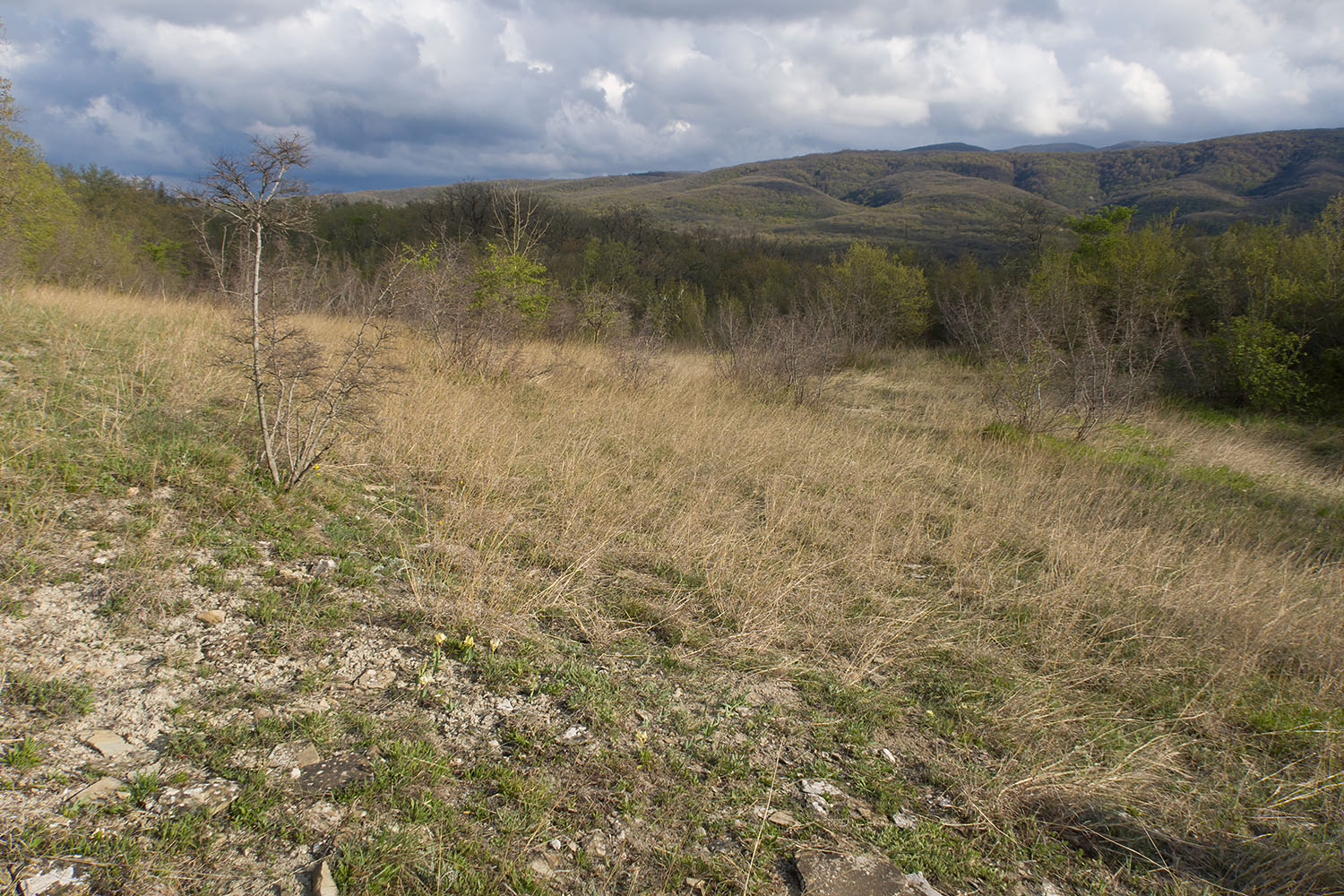 Зарастающий мергелевый карьер, image of landscape/habitat.