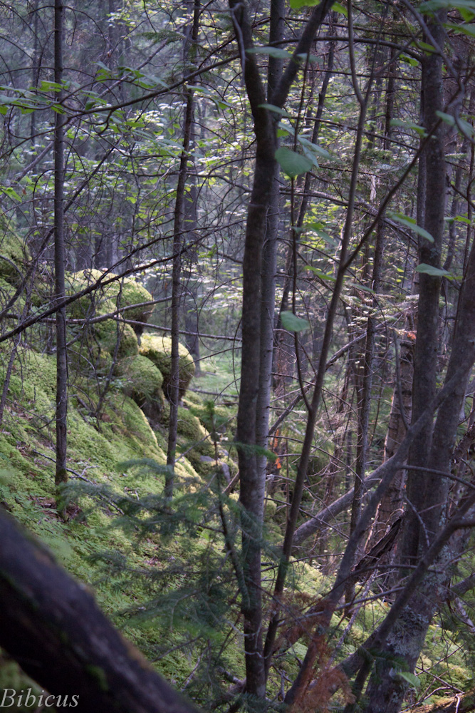 Орхо-Бом, image of landscape/habitat.