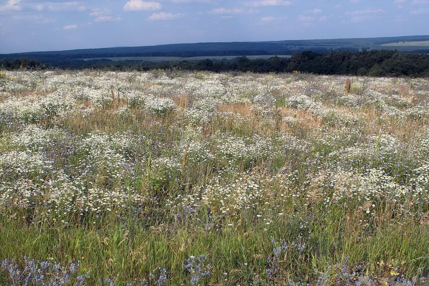 Винновка, image of landscape/habitat.