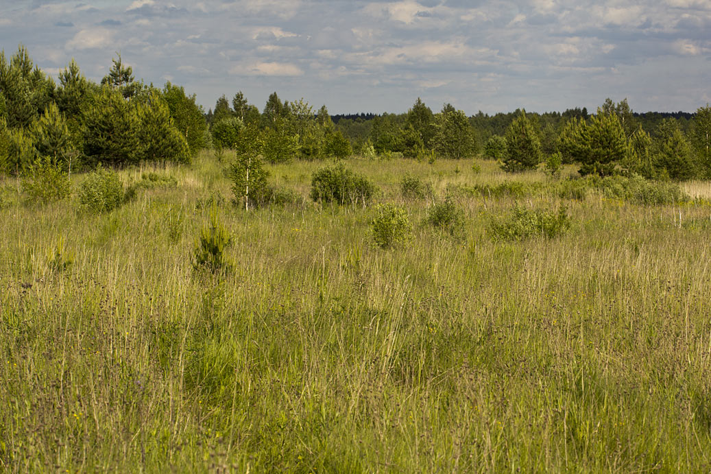 Сыркино, image of landscape/habitat.