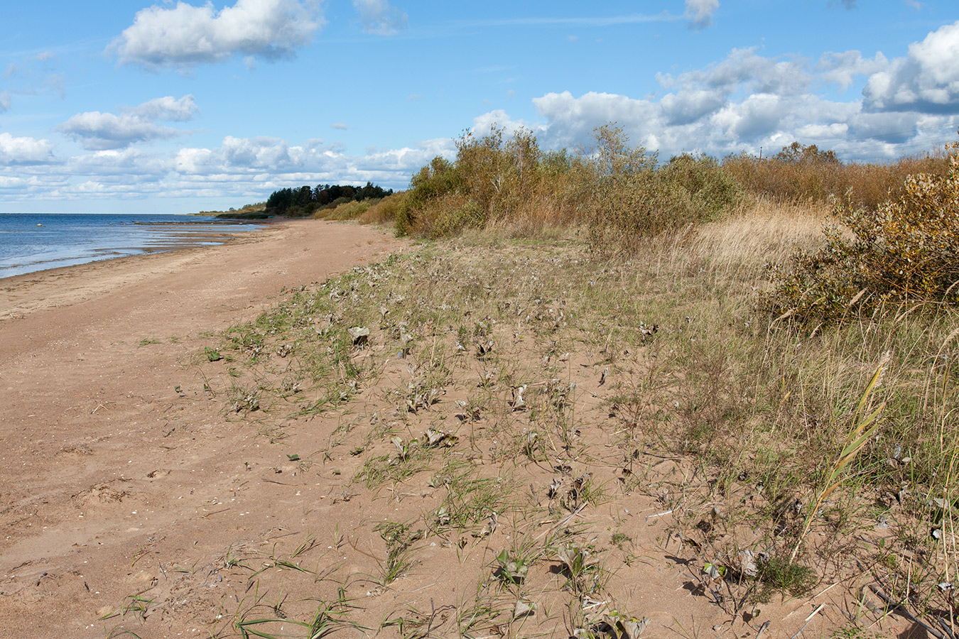 Лунёвщина, image of landscape/habitat.