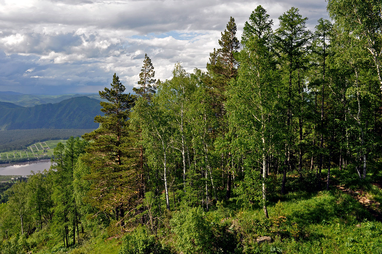 Гора Малая Синюха, image of landscape/habitat.