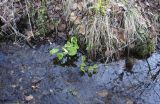 Омулёвый, image of landscape/habitat.