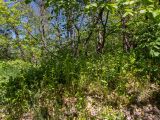 Агармышский лес, image of landscape/habitat.