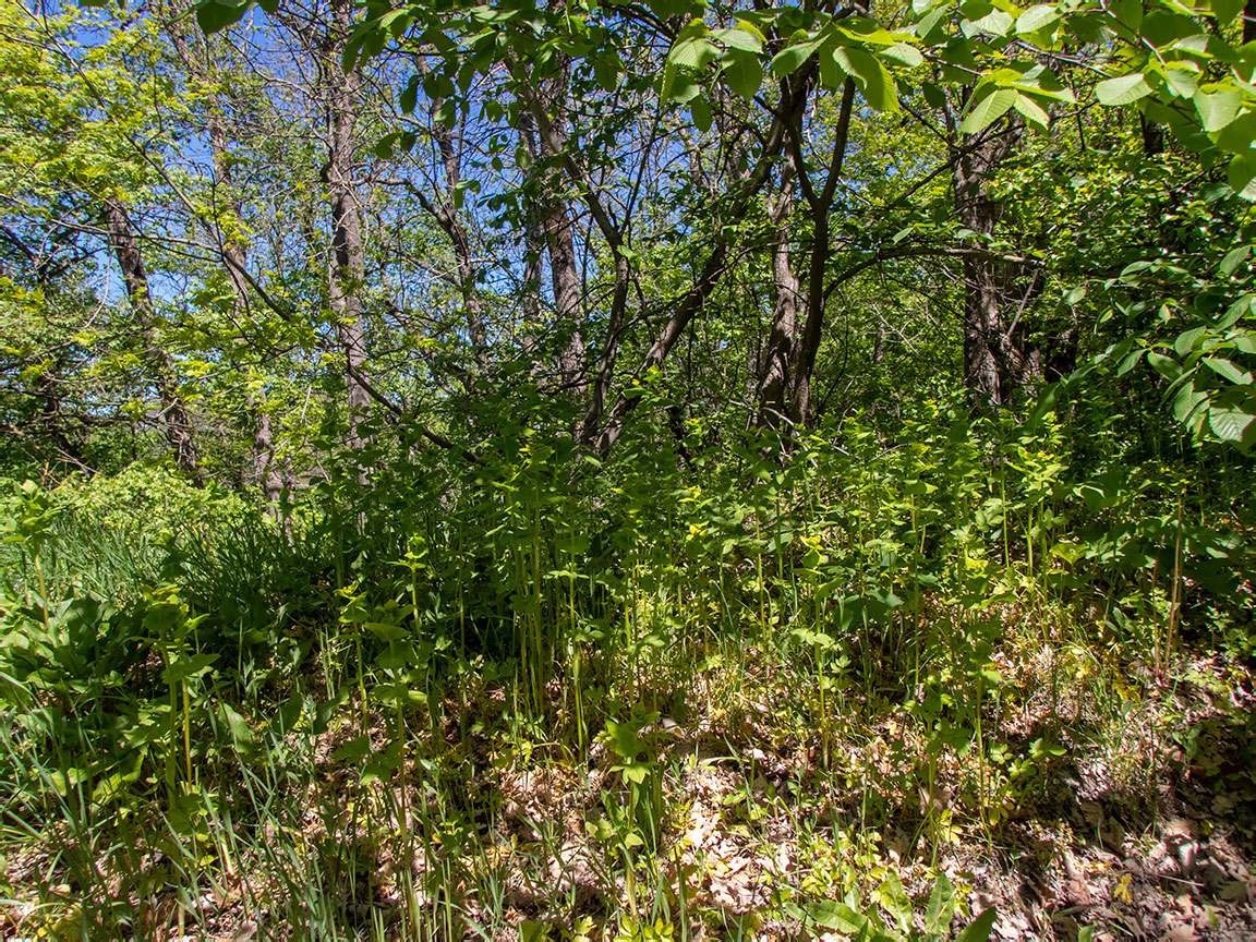 Агармышский лес, image of landscape/habitat.