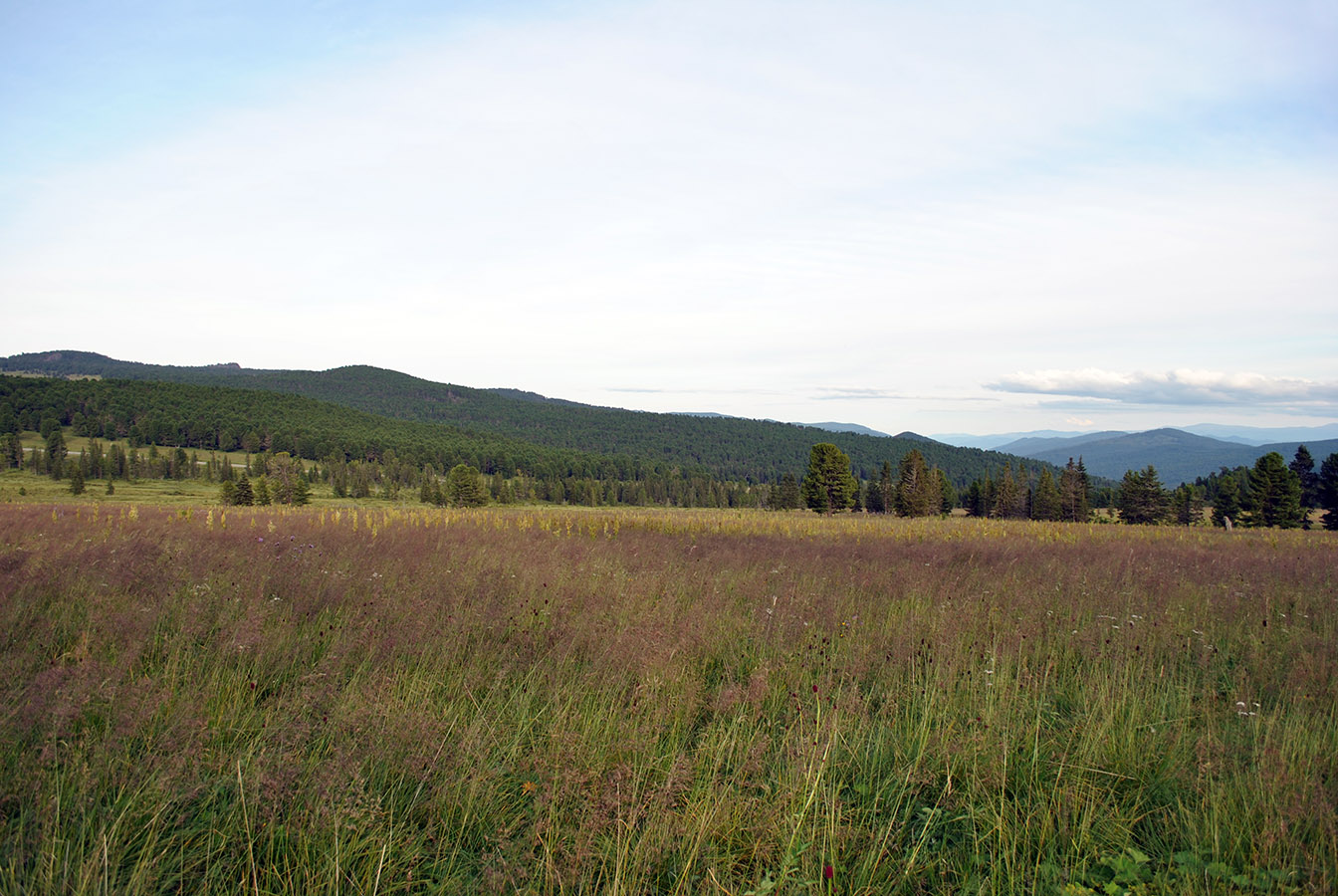 Семинский перевал, image of landscape/habitat.