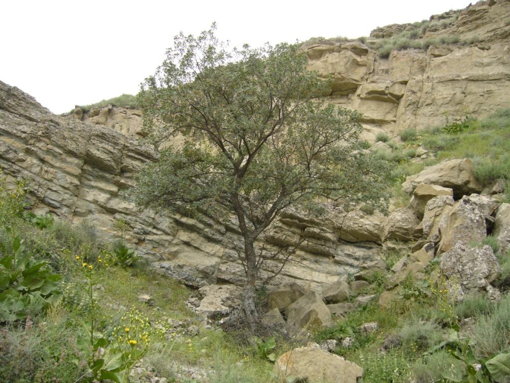 Копетдаг, Чули (Гокдере), image of landscape/habitat.