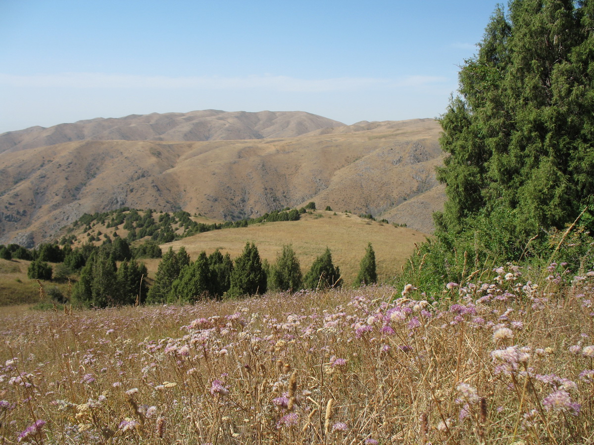 Урочище Кши-Каинды, image of landscape/habitat.