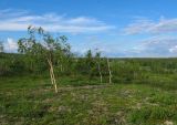 Юнъяха, image of landscape/habitat.