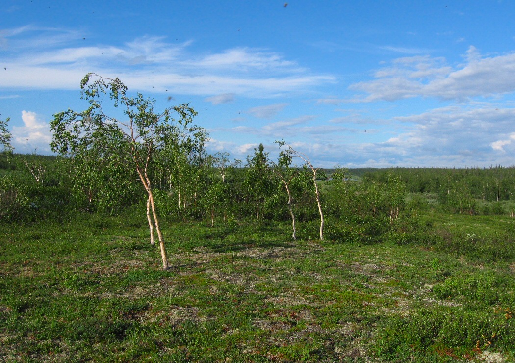 Юнъяха, image of landscape/habitat.