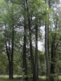 Image of landscape