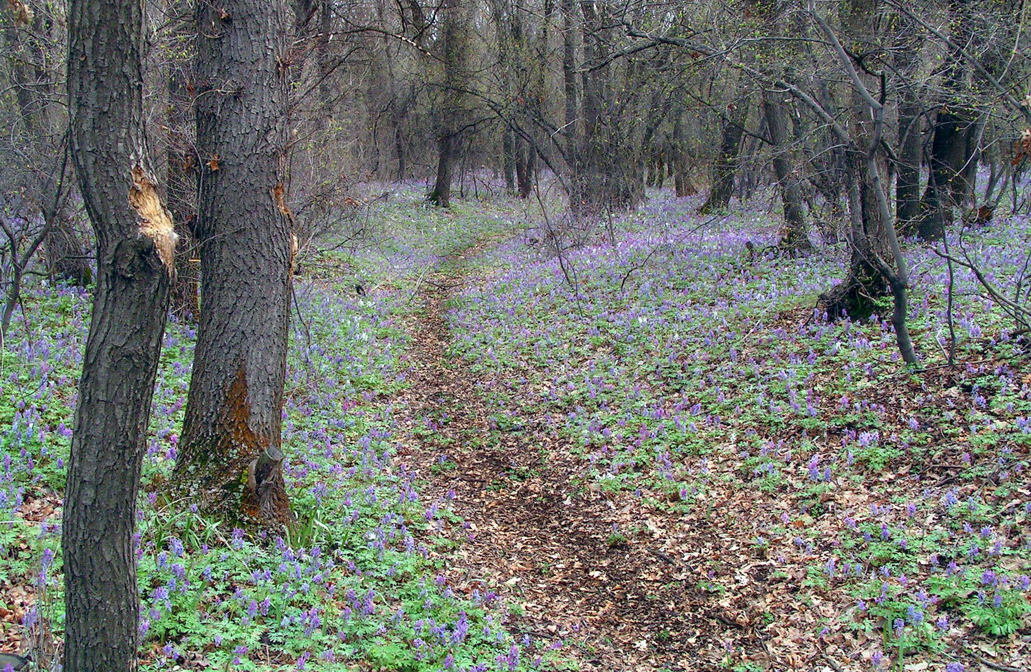 ПП "Волго-Ахтубинская пойма", image of landscape/habitat.