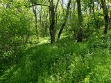 Агармышский лес, image of landscape/habitat.