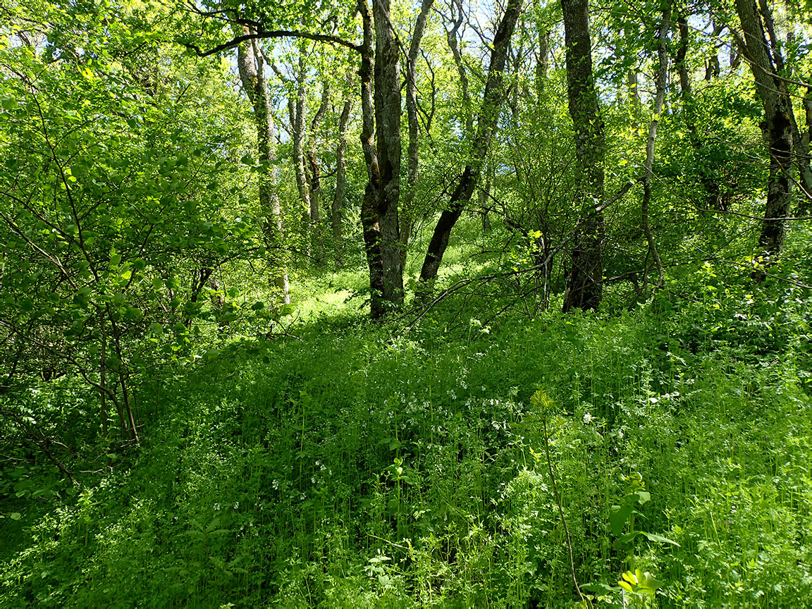 Агармышский лес, image of landscape/habitat.