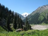 Большое Алматинское ущелье, image of landscape/habitat.