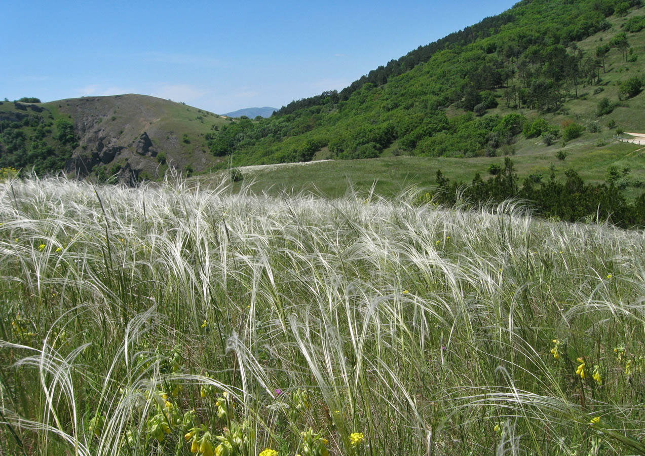 Карадаг, image of landscape/habitat.