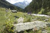 Долина реки Терскол, image of landscape/habitat.