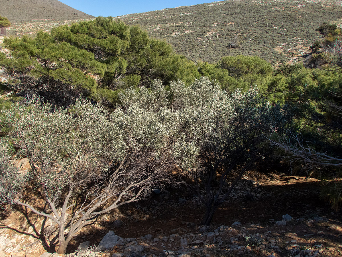 Остров Сирос, image of landscape/habitat.