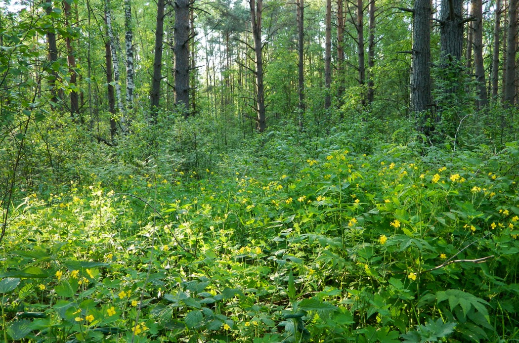 Жарь, image of landscape/habitat.