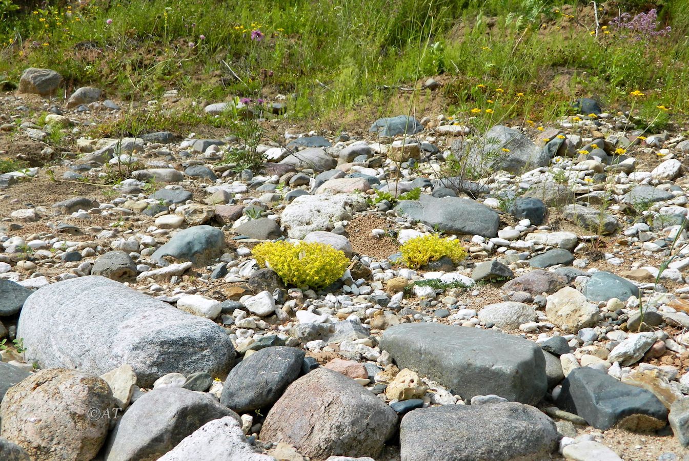Устье Стрельны, image of landscape/habitat.