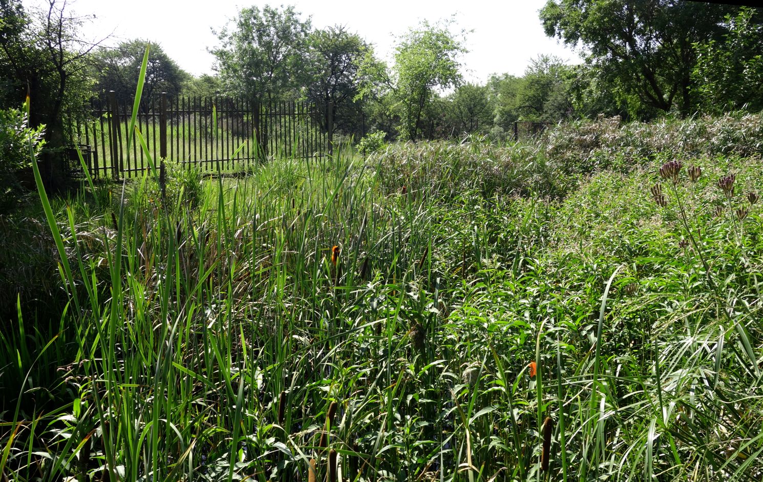Клиприверсберг, image of landscape/habitat.