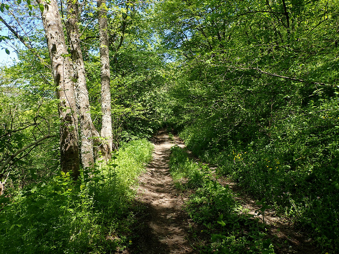 Агармышский лес, image of landscape/habitat.