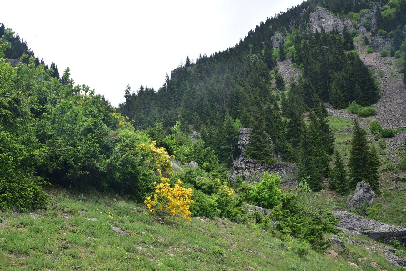 Окрестности монастыря Парехи, image of landscape/habitat.