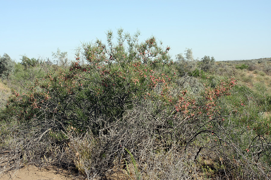 Кызылкум Восточный 2, image of landscape/habitat.