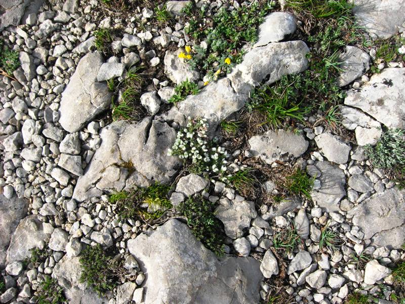 Гурзуфская яйла, image of landscape/habitat.