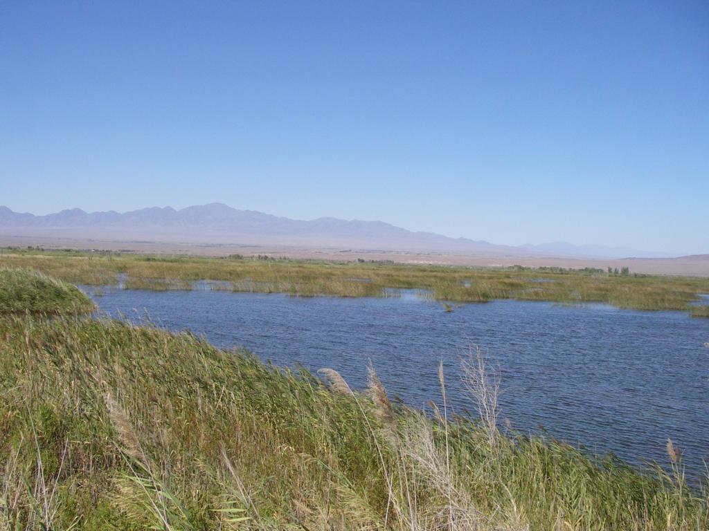 Река Или, выше Капчагая, изображение ландшафта.