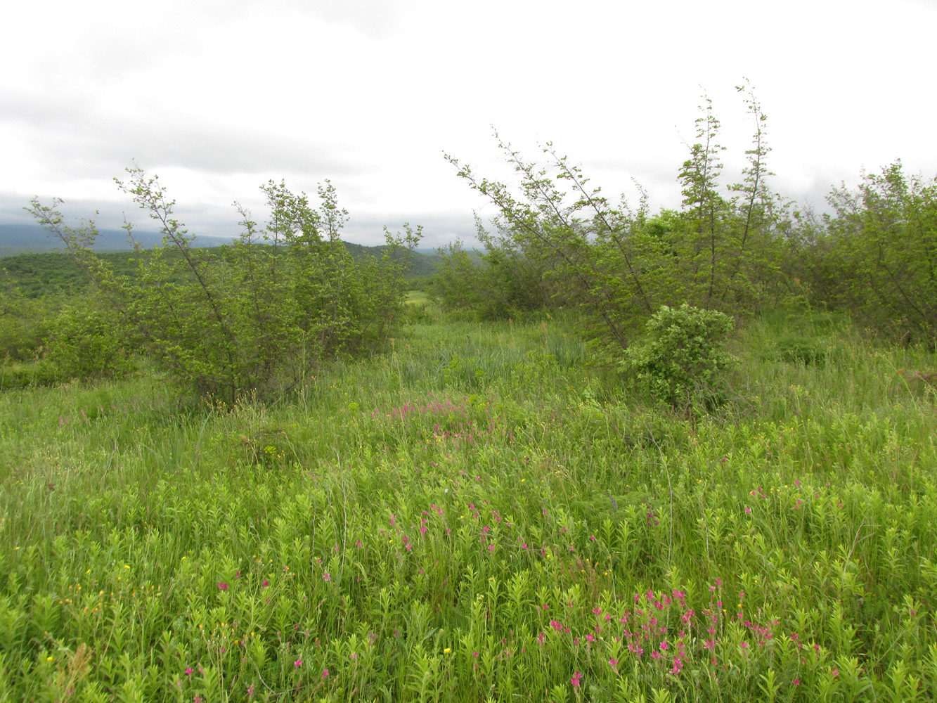 Окрестности села Геджух, image of landscape/habitat.