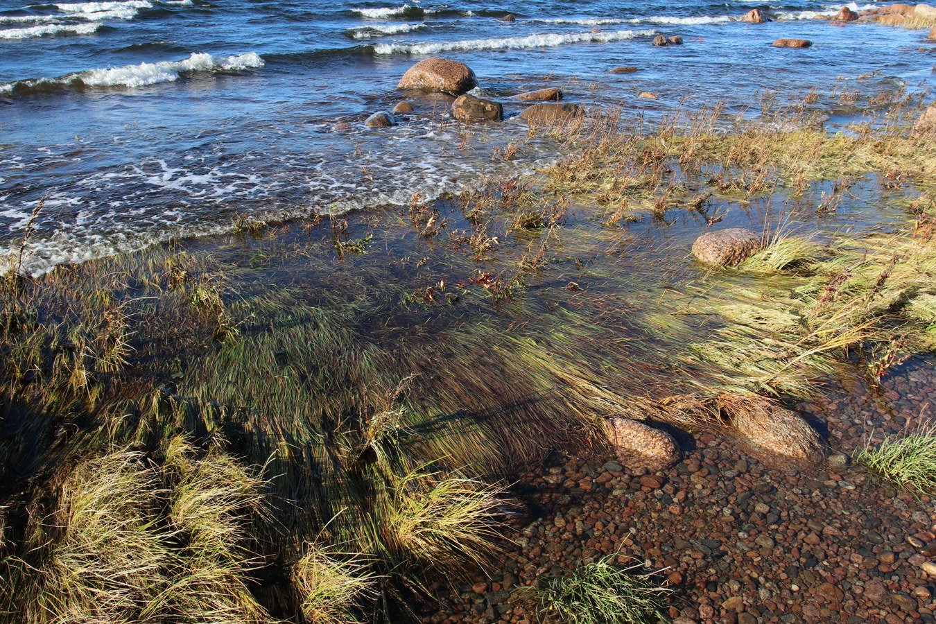 Шепелёвский маяк, image of landscape/habitat.