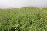 Image of landscape