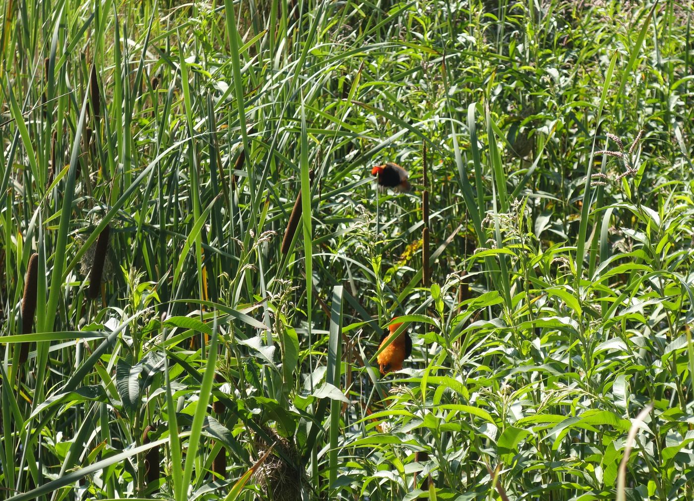 Клиприверсберг, image of landscape/habitat.