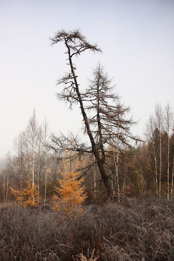 Излучина Иркута близ Тибельти, image of landscape/habitat.