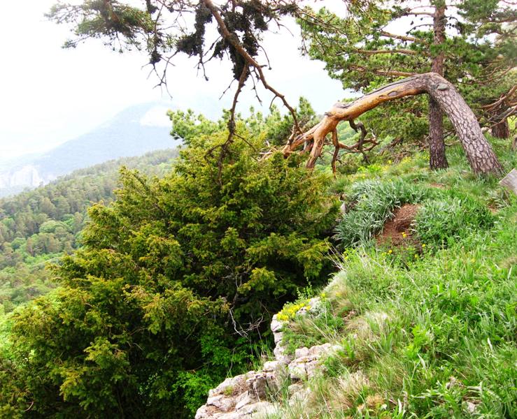 Никитская яйла, изображение ландшафта.
