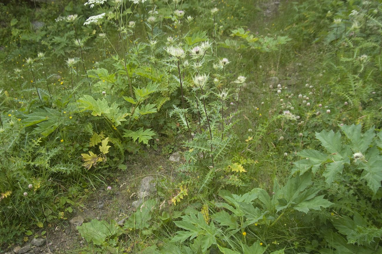 Восточный склон горы Чегет, image of landscape/habitat.